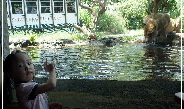 印尼[景觀餐廳。峇里島]跟獅子一起吃午餐@Tsavo Lion @貧窮貴婦小愛的吃喝玩樂育兒日記