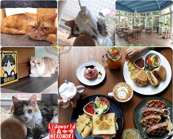 [桃園美食]貓禾咖啡。夜景，景觀+撸貓一次滿足。餐點還很好吃呢!! @貧窮貴婦小愛的吃喝玩樂育兒日記
